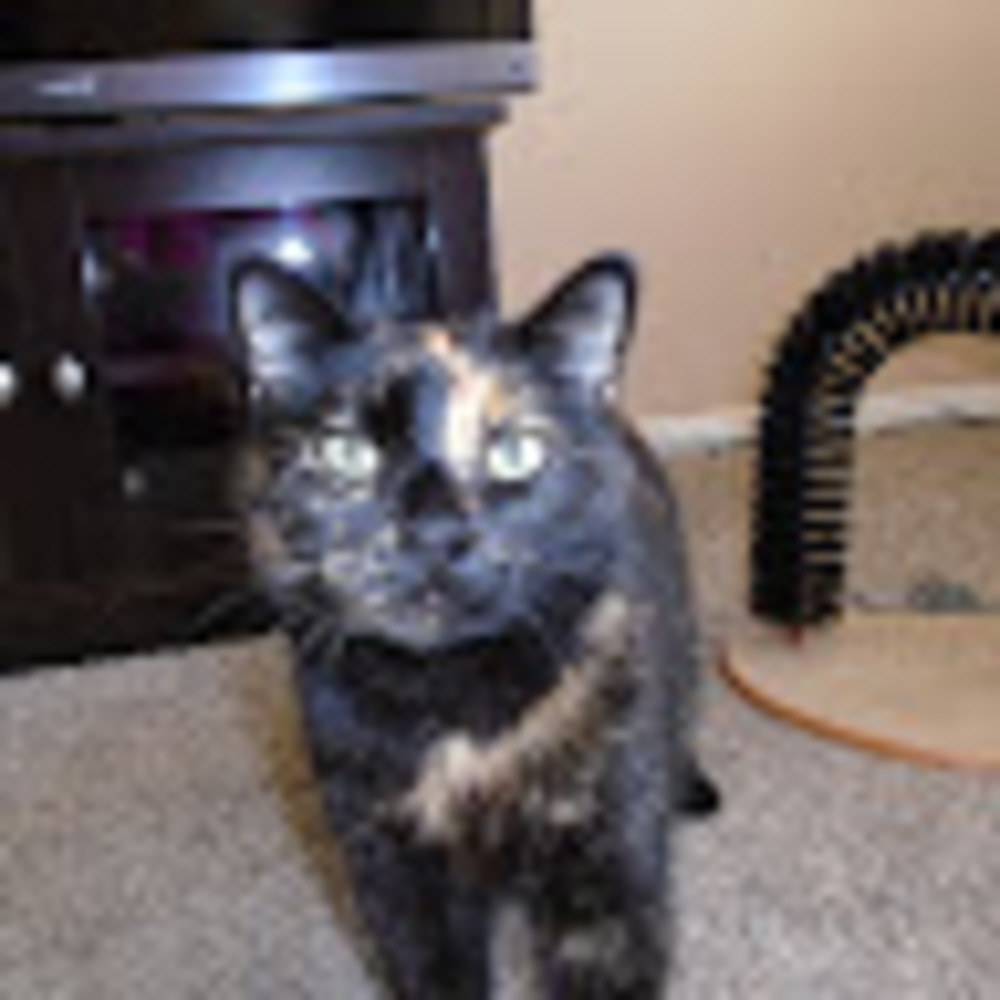 Meet your Posher, Soozie